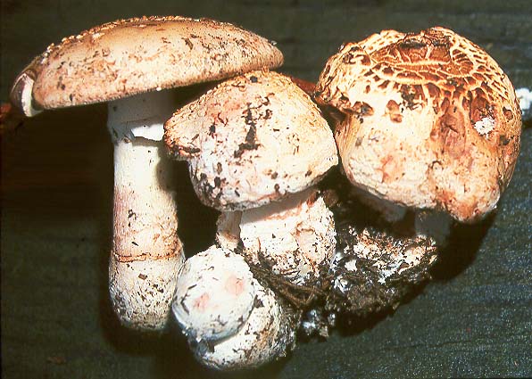 Amanita novinupta